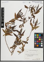 Foto von Salix alba L.